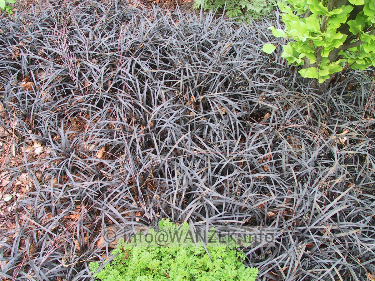 Ophiopogon planiscapus Nigrescens 04.JPG